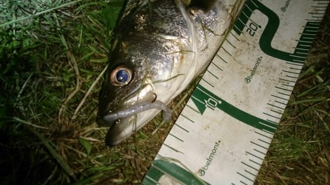 fwxsz3nyabeesbxatymr_920_517-36df7d0f.jpg