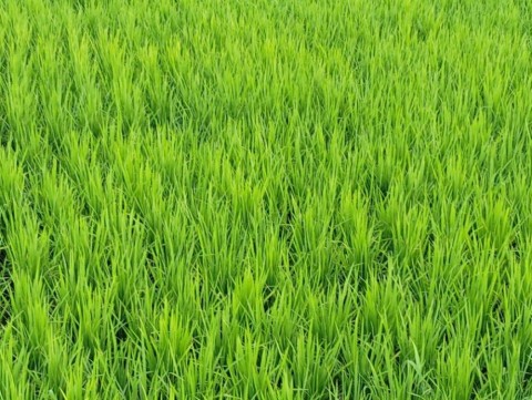 fxcf36u3iujxxpktv7k9_480_480-f3aebe94.jpg