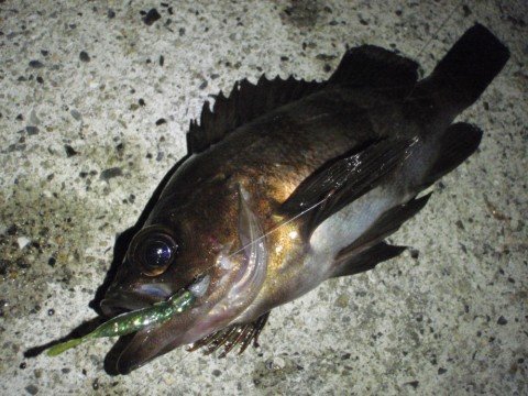 fxmhb2wsusya866f86ge_480_480-d17c58e8.jpg