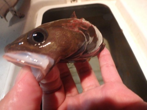fxncvadgniisks79cxt8_480_480-e996585a.jpg
