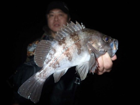 fxs6smory9xaeoujb8av_480_480-bdb83456.jpg