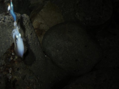 fxvub9rr3piscnosbkjo_480_480-2f61660c.jpg