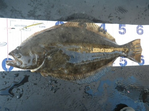 fy52uf4ahr38kfjyoifs_480_480-4a26f80b.jpg
