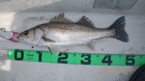 fyb2jisudijgfmcurpbf_480_480-bcb2d111.jpg