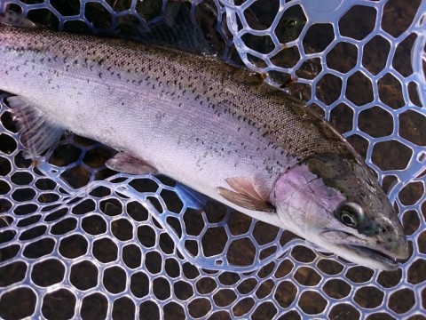 fynp5z75uxeeowhf4myc_480_480-c6904e02.jpg