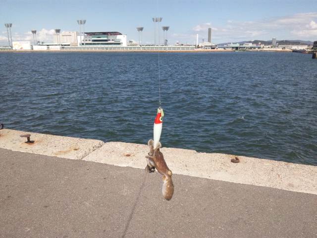 下手の釣り好き休みに似たり イイダコ初挑戦