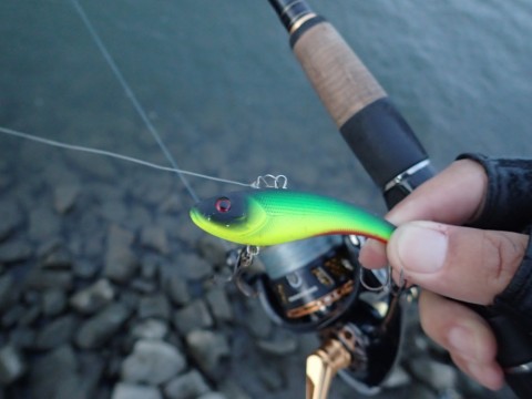 g37td6vadpdg8xd7cnvp_480_480-2211158e.jpg