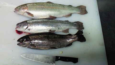 g37turptv4vcers3eye3_480_480-3d579eb1.jpg