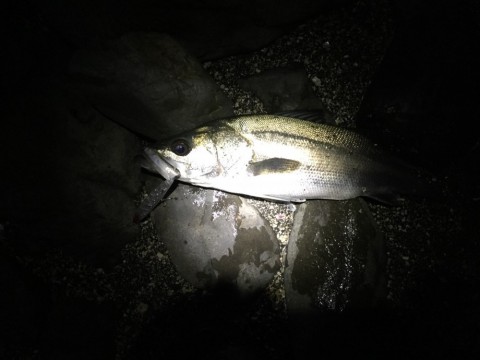 g3asw246t2ndiropbows_480_480-d2bfabfe.jpg