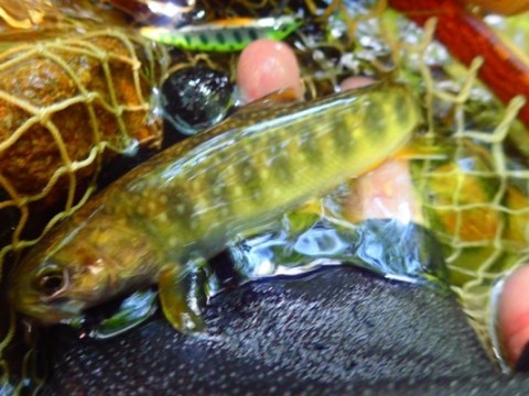 g4fxcmka2i89372zpjiv_480_360-871d9f8e.jpg