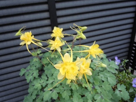 g4oawxtrajuhtoxxk3gt_480_480-0ef1346e.jpg