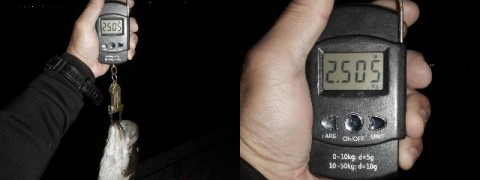 g58rc9aujxsobhp2oefg_480_480-48190580.jpg