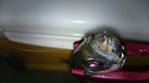 g5b94hjrbfe274p3ym2z_480_480-7f80ce88.jpg