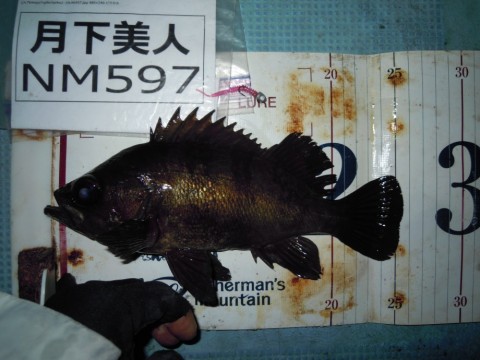 g62d7ihbeogtyzyy67ga_480_480-8f7d5e76.jpg