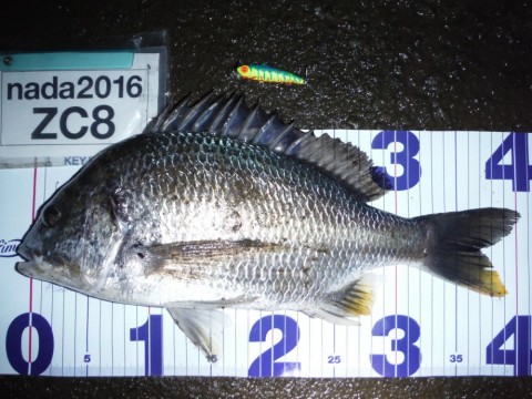 g6at3oasbpzj5e2hr3hh_480_480-6e2abe09.jpg