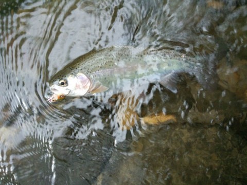 g74rsko5vid5n5sw26ah_920_690-d5135014.jpg