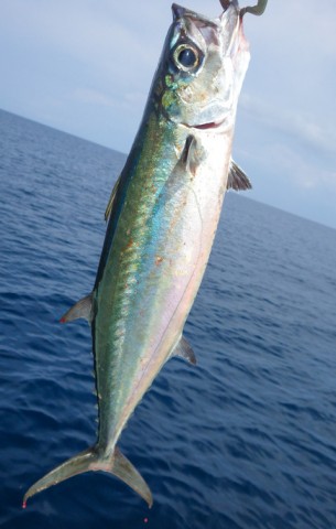 g7aytggspg2xycacwh6s_480_480-cfc69c39.jpg