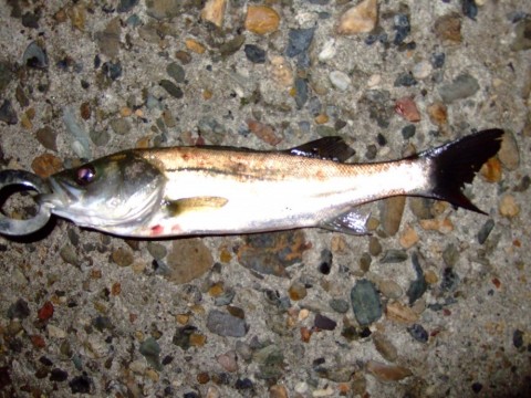 g7d2z89gukxkmapatd6i_480_480-2c9ae909.jpg