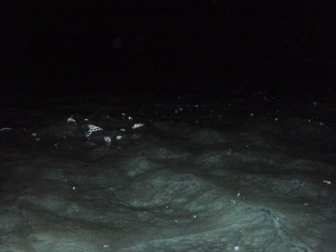 g7rn2kxn739dmd9o62vn_480_480-a544f767.jpg