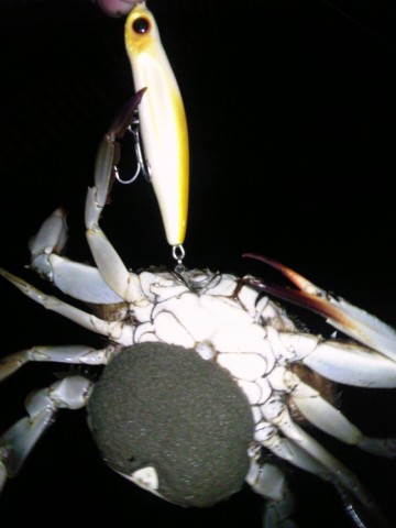g7v69in6734mkz58bsrh_480_480-c7237b4f.jpg