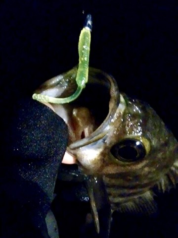 g8cwfi5rgxwnnukjk784_480_480-3261328d.jpg