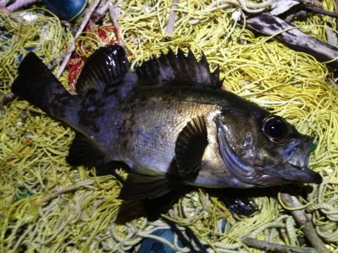 g8xf6iudkcs9f433r3kt_920_690-8089c65c.jpg