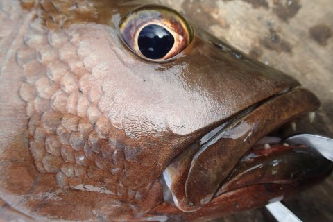 g9ddze3p4dvxjyno748x_480_480-1dfb5405.jpg