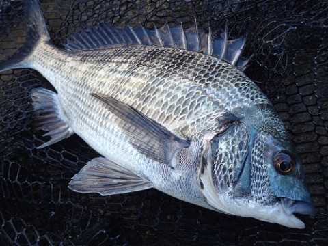 g9jvxeg8aoxgwxycod78_480_480-90d77fdc.jpg