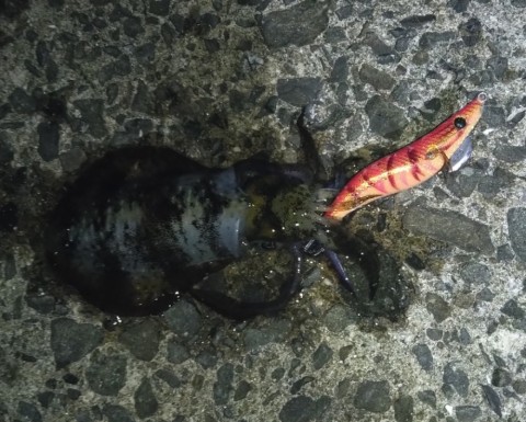 アオリイカ