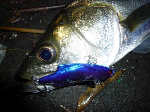 gakp6hkcweywubh2fiwr_480_480-5b483aaa.jpg
