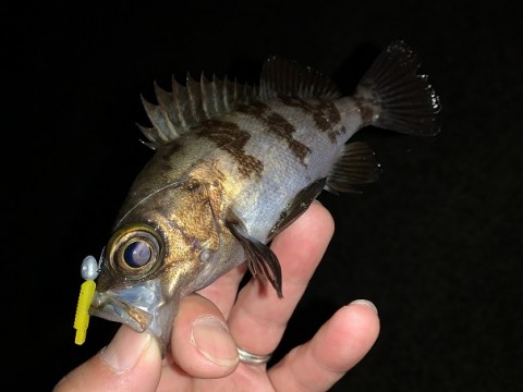 gakyfpiytvt4hi4db647_480_480-804ee9f9.jpg