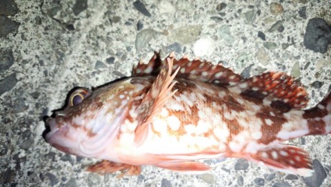 gamhihahbjrby478xm28_480_480-c9780713.jpg