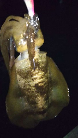 gaopiyii9jdmvvvnx5at_480_480-9f7d4e90.jpg
