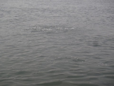 gap6wzzjjjxn6jvtsurv_480_480-b6e0d4a1.jpg