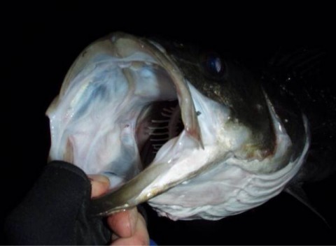 gbd8pcsgmeuwewx8worb_920_675-2997a7d9.jpg