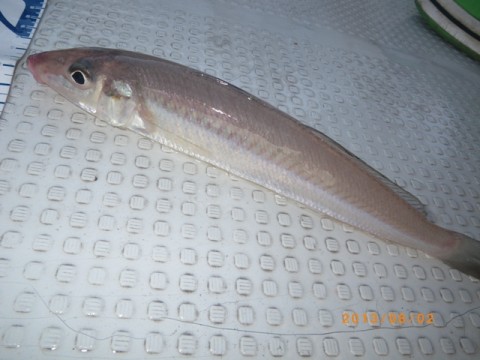 gbwvnevha8meuikh4p79_480_480-b0d63289.jpg