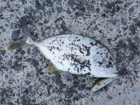gbyfisjathhintabeijr_480_480-ddfa0d3b.jpg