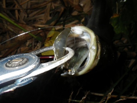 gck86z2xbiz7gy54v8rt_480_480-41ef6041.jpg