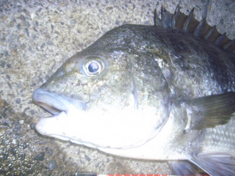 gdbisjhnu27c262xc5gn_480_480-8938b1a6.jpg