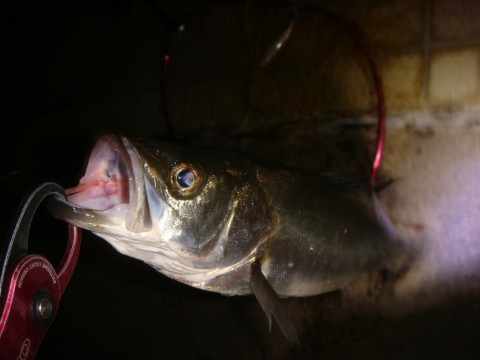 gde6bin87werhry8chaw_480_480-6383e7d0.jpg