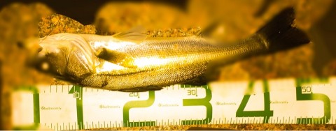 gdp44ufik3g49ijxaiu9_920_360-65d7ec44.jpg