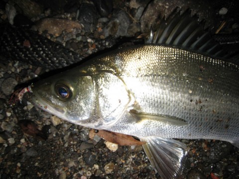 gdu846fkyiuchduec5vc_480_480-c591f408.jpg