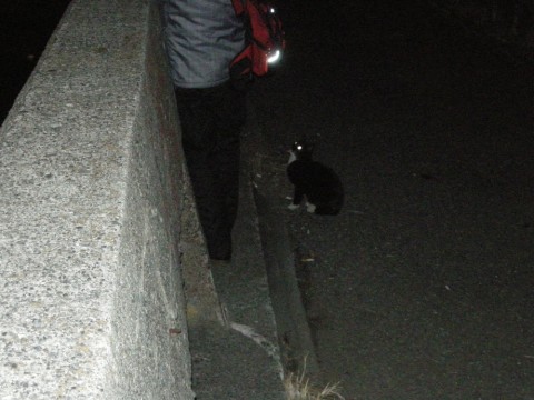 gdyjdx274pzaydvkvnh6_480_480-45cb7664.jpg