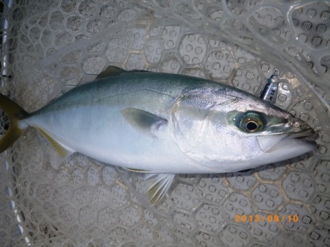 gegaokspzkorwp3smpuc_480_480-ebeca7fc.jpg