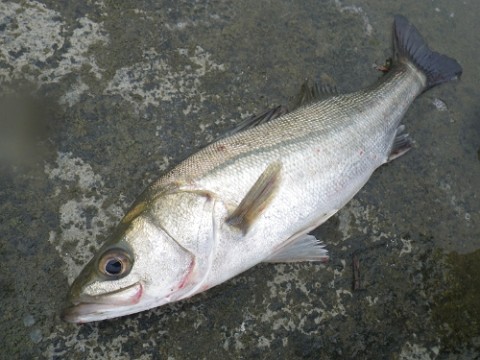 gejiunfn5wkfgubxm7tz_480_480-6c5a7088.jpg