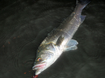 gespvw2ub8jy2fsf3rfp-963139b8.jpg