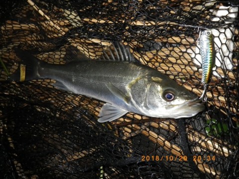 gfc548j7ndnfchkdtuyg_480_480-fbf8f196.jpg