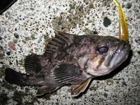 gfisoijwntvt6bacrjro-868b3e76.jpg