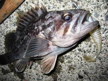 gfj9tgsri9nz5spfukme-953469f7.jpg