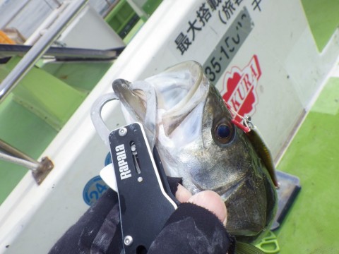 gfo3vm7m9tdkhk9mgs65_480_480-df3752d2.jpg